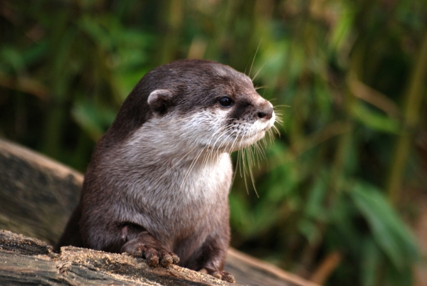 Otterly Fantastic