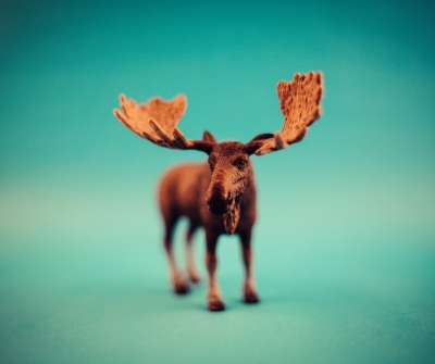 Oh, Moose!